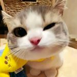 小猫-松纸工作室博客