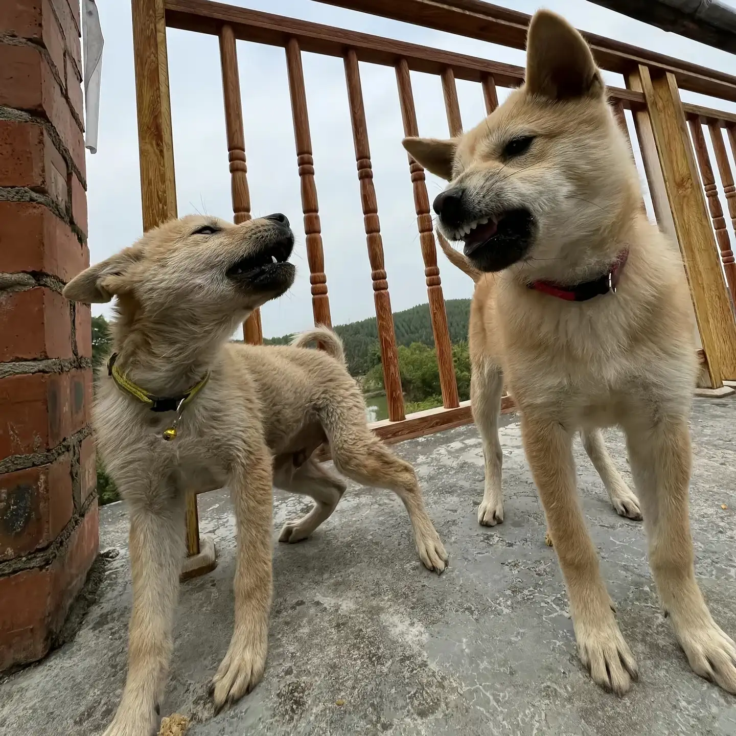 梦泽的头像-松纸工作室博客